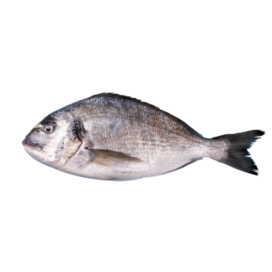 Auksaspalvė dorada Auksaspalvė dorada