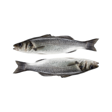 Paprastasis vilkešeris, 1 vnt. Paprastasis vilkešeris, 1 vnt.